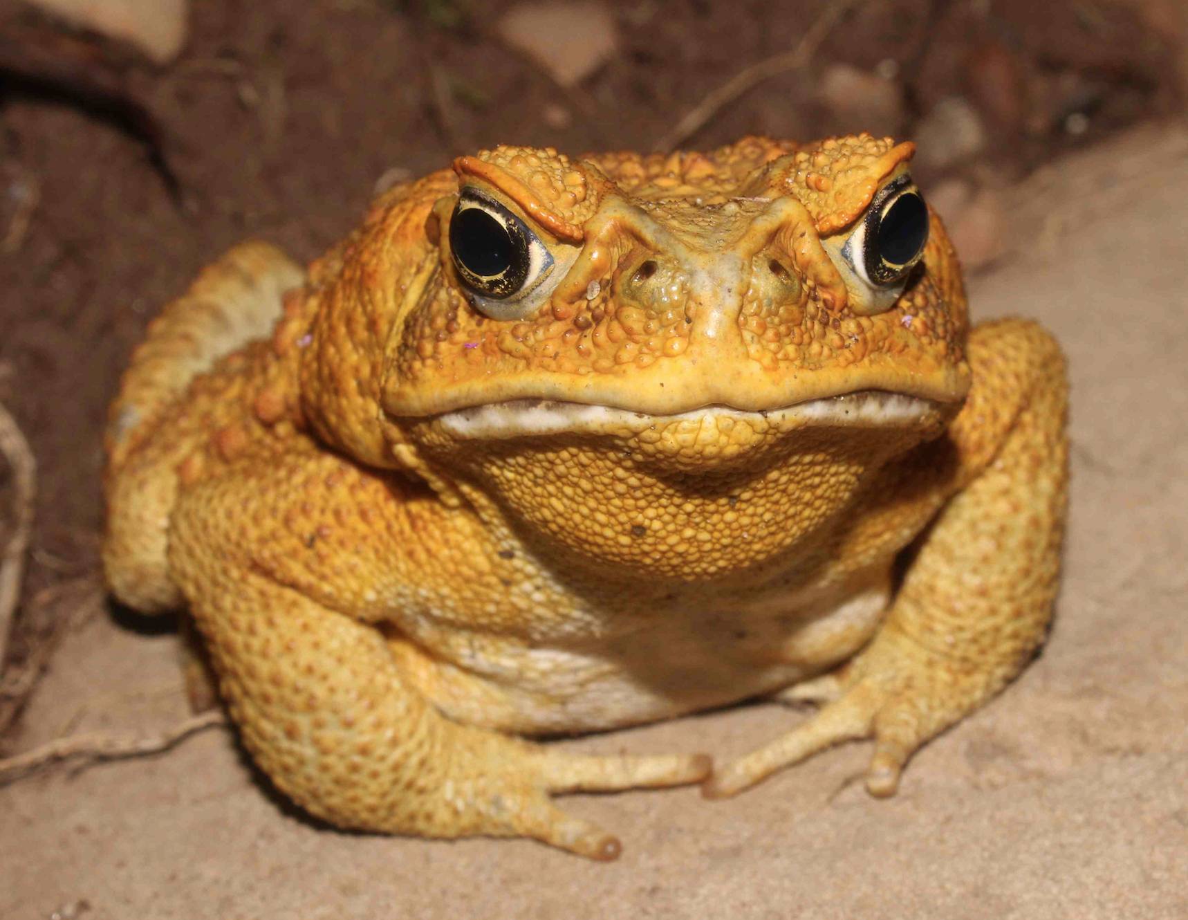 Yellow_Toad_small.jpg