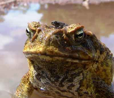 Cane toads come in a wide range of body sizes! Tiny toads released a few kilometres in advance of the toad invasion front can teach native predators to avoid larger and more dangerous toads.