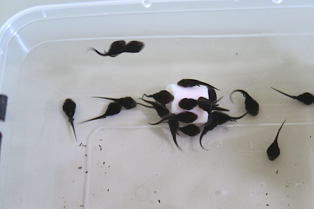Cane toad tadpoles deals
