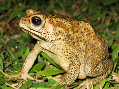 Black Spined Toad