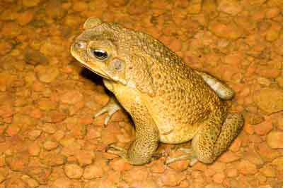 cane toad biology