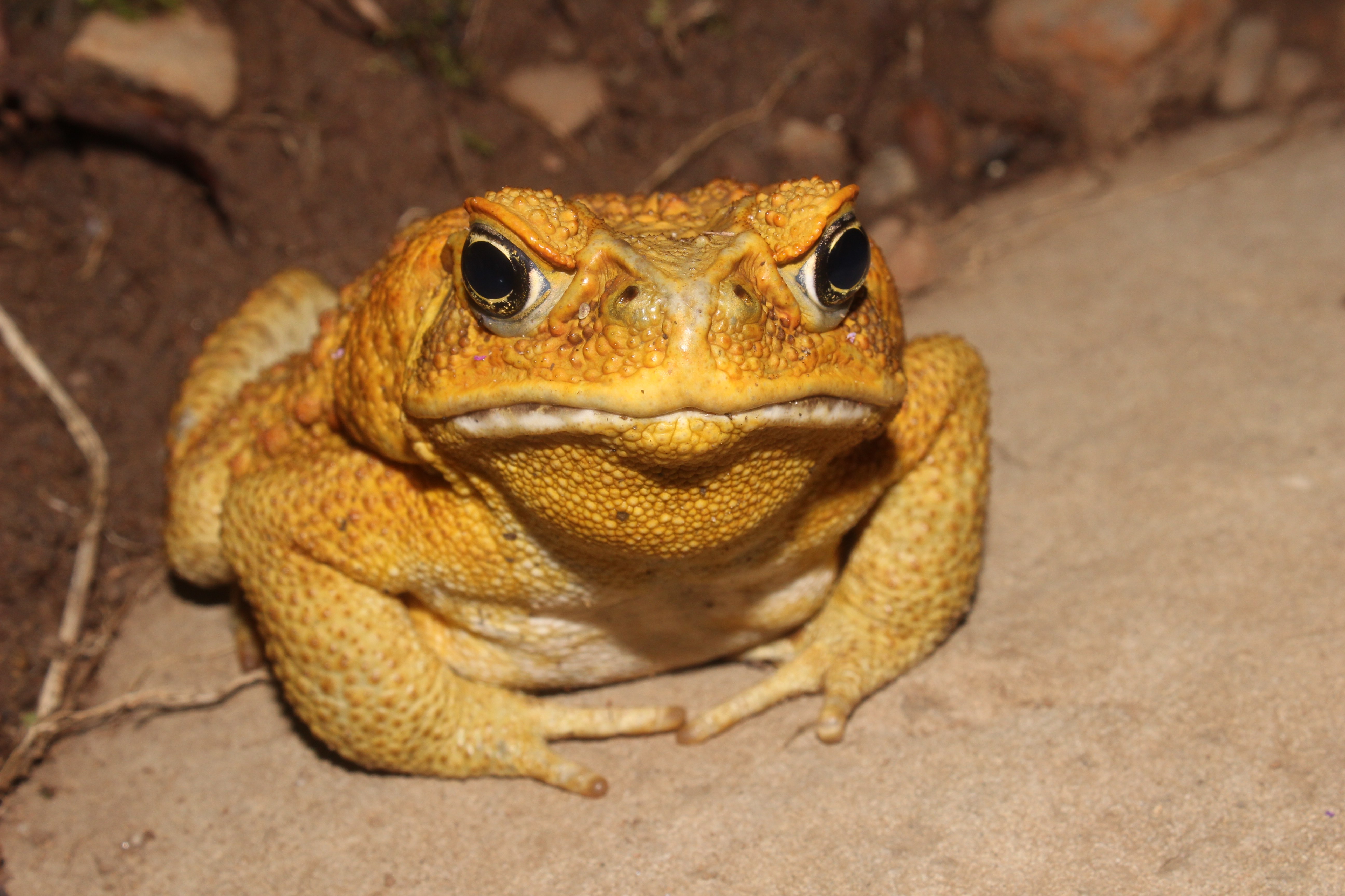 An adult male cane toad