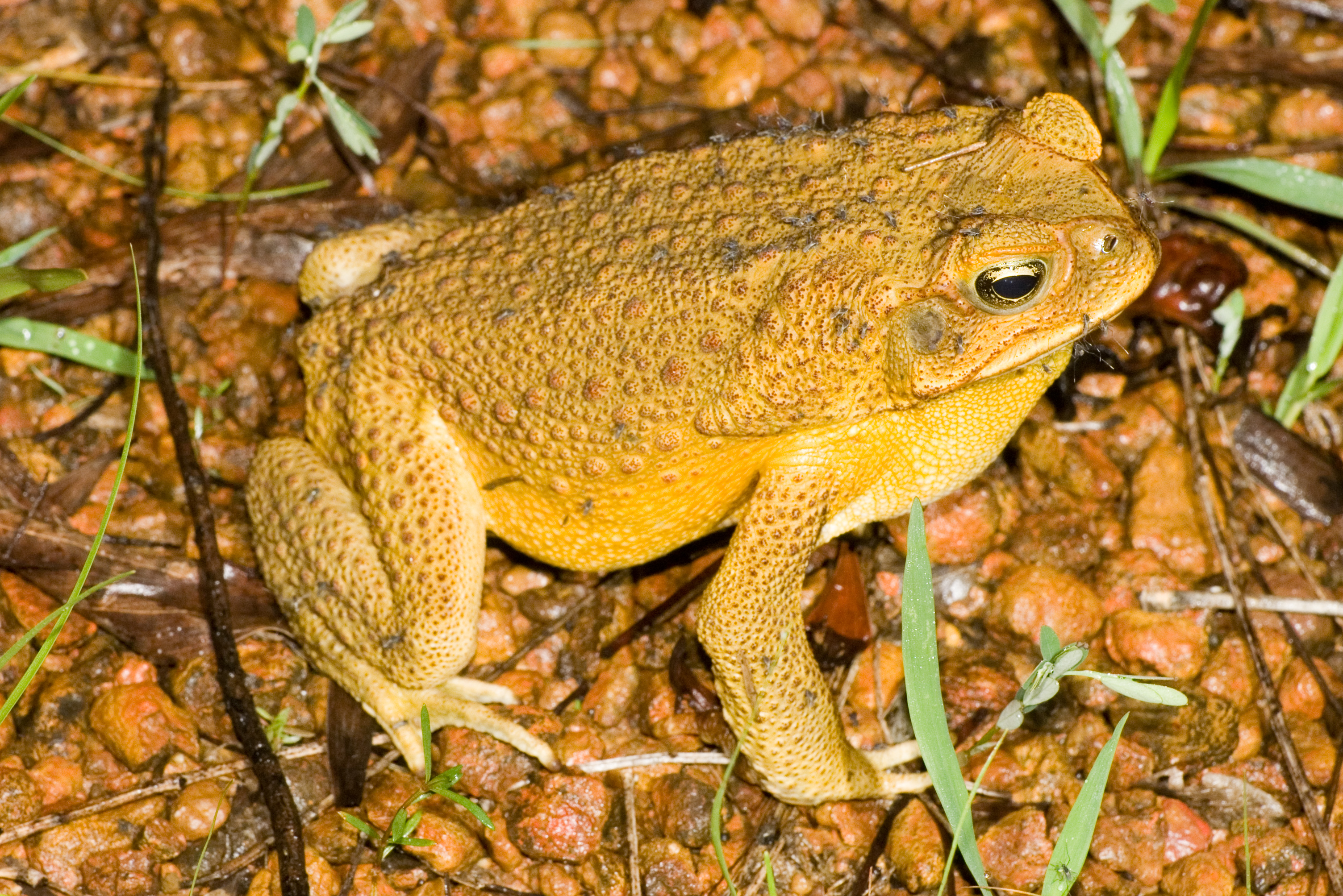Young Male Cane Toad