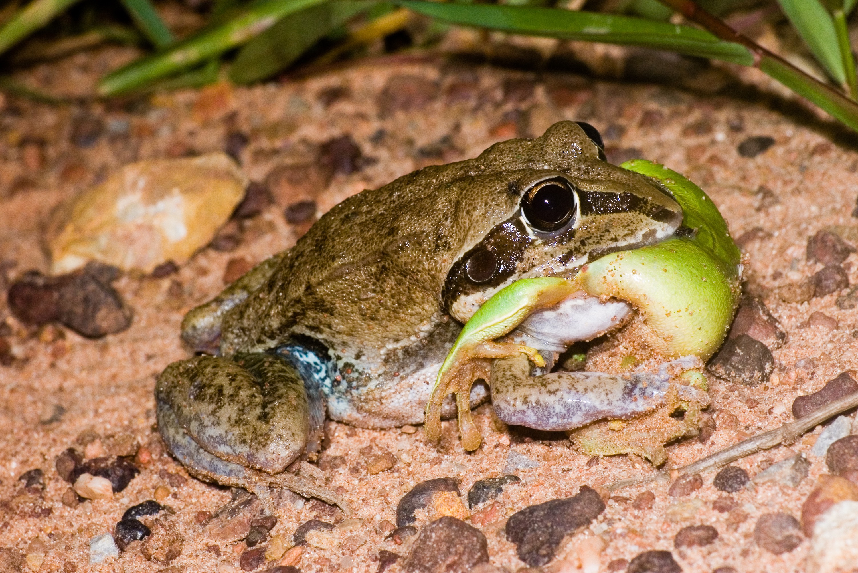 Frog eat frog