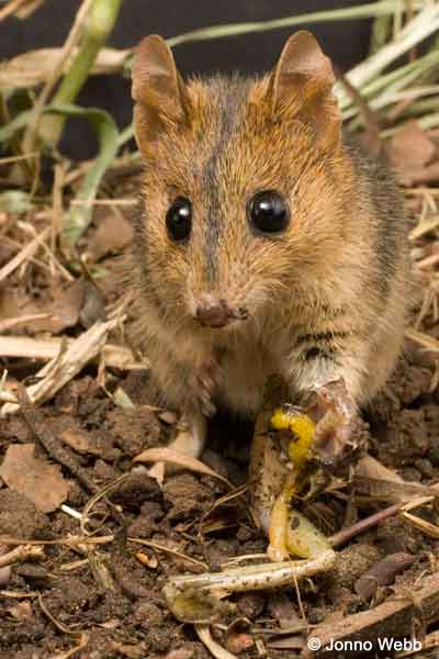 This marsupial Dunnart is a Cane Toad predator