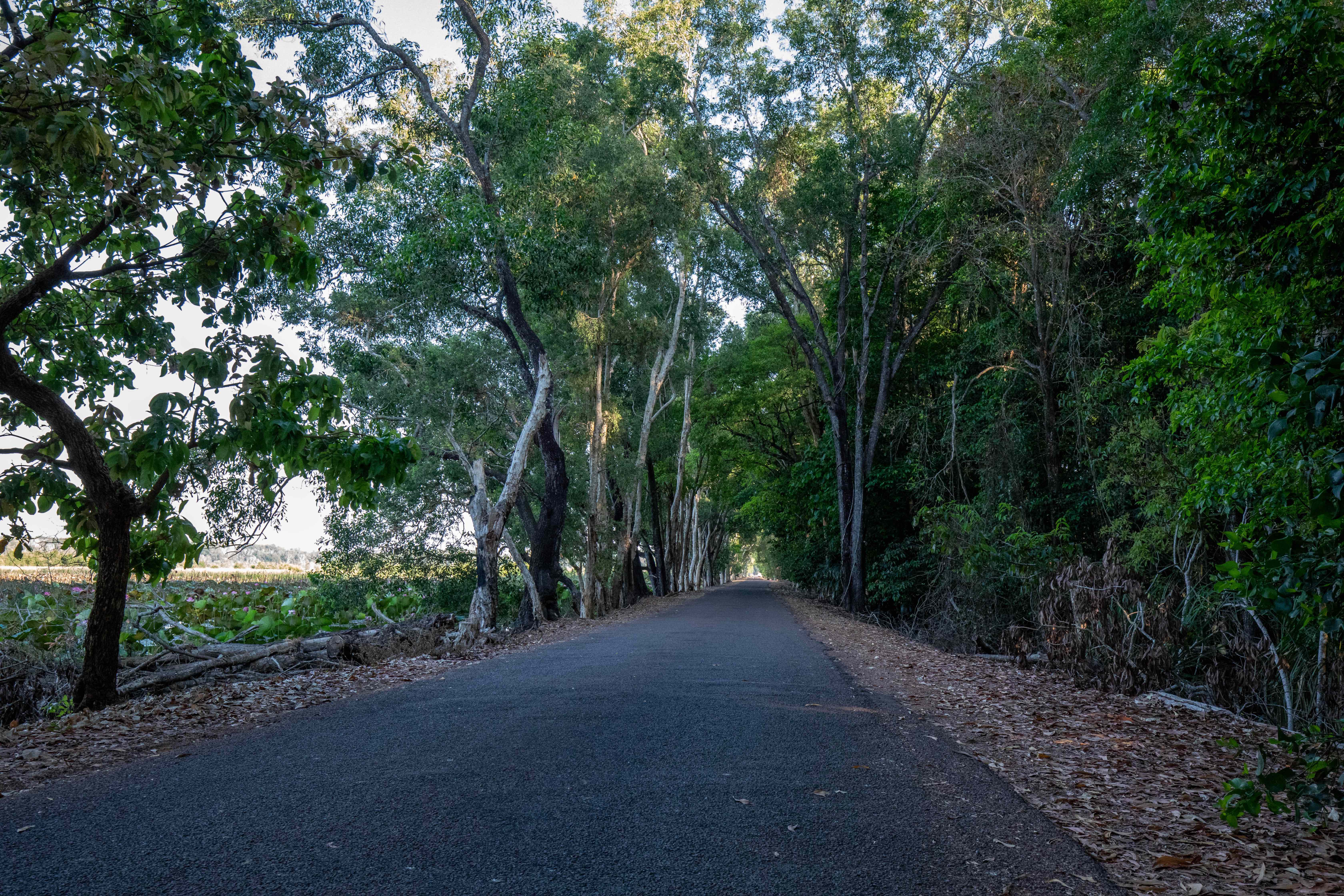 Fogg Dam Road