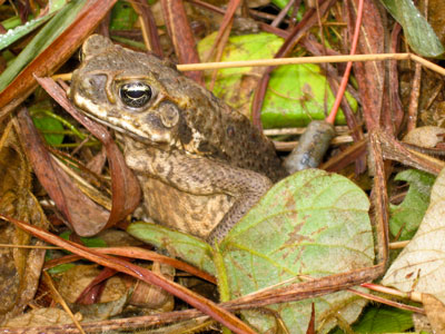 Juvenile Cane Toad