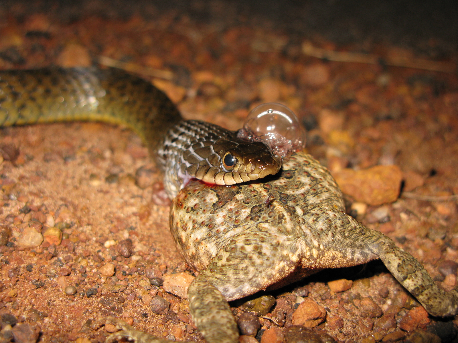Keelback snakes can eat Cane Toads
