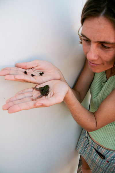 Dr Ligia Pizzatto with newly-metamorphosed native frogs and cane toads.