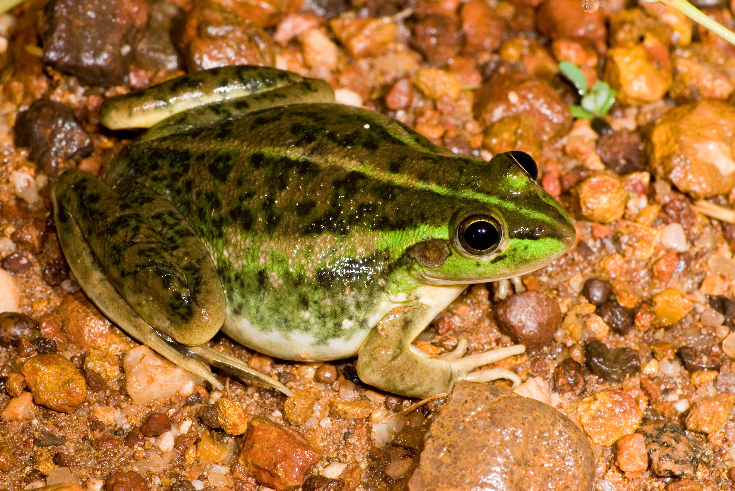 Dahl's aquatic frog was supposed to be able to eat cane toads and survive - but it can't. 