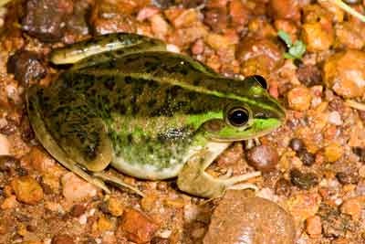 Litoria Dahlii