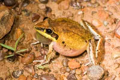 Frog with parasites