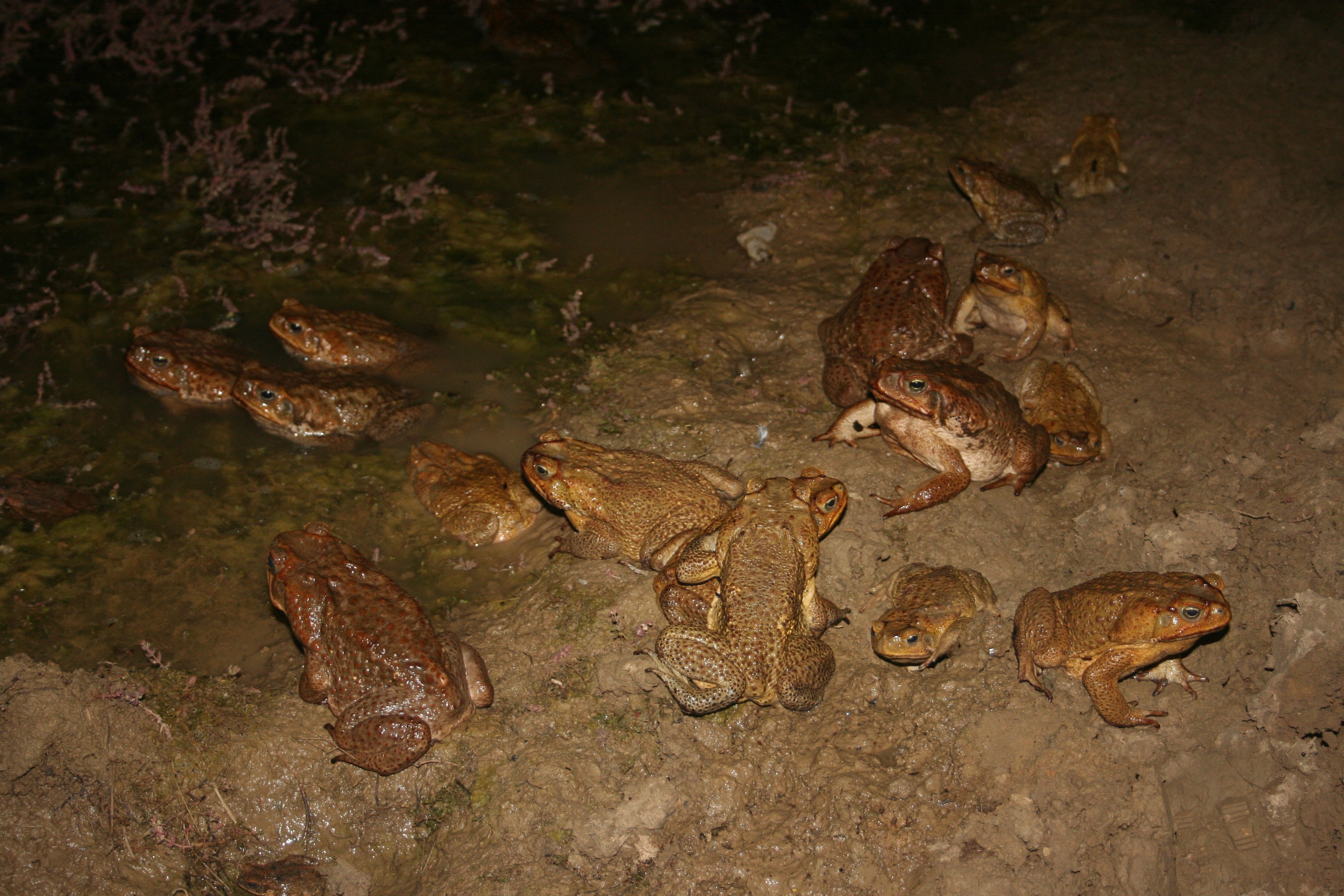 are dead toads poisonous to dogs