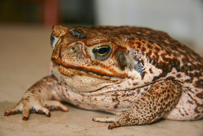 Large cane toad with bab
