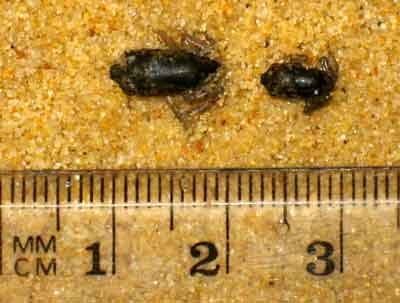 Smaller baby toadlets following exposure to the alarm pheromon