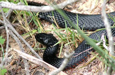 Red bellied black snake