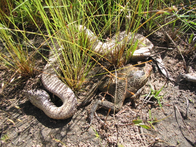 Death Adder killed by a cane toad