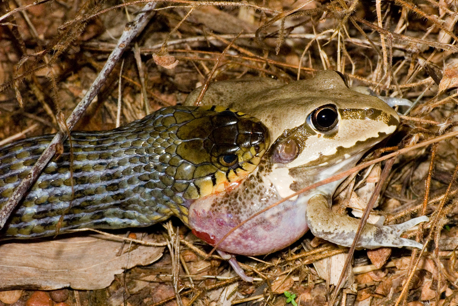 Male Black Whipsnakes fighting