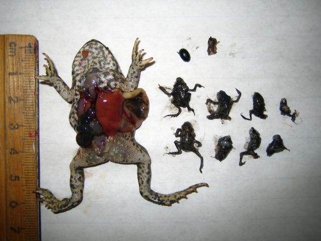 BABY TOADS