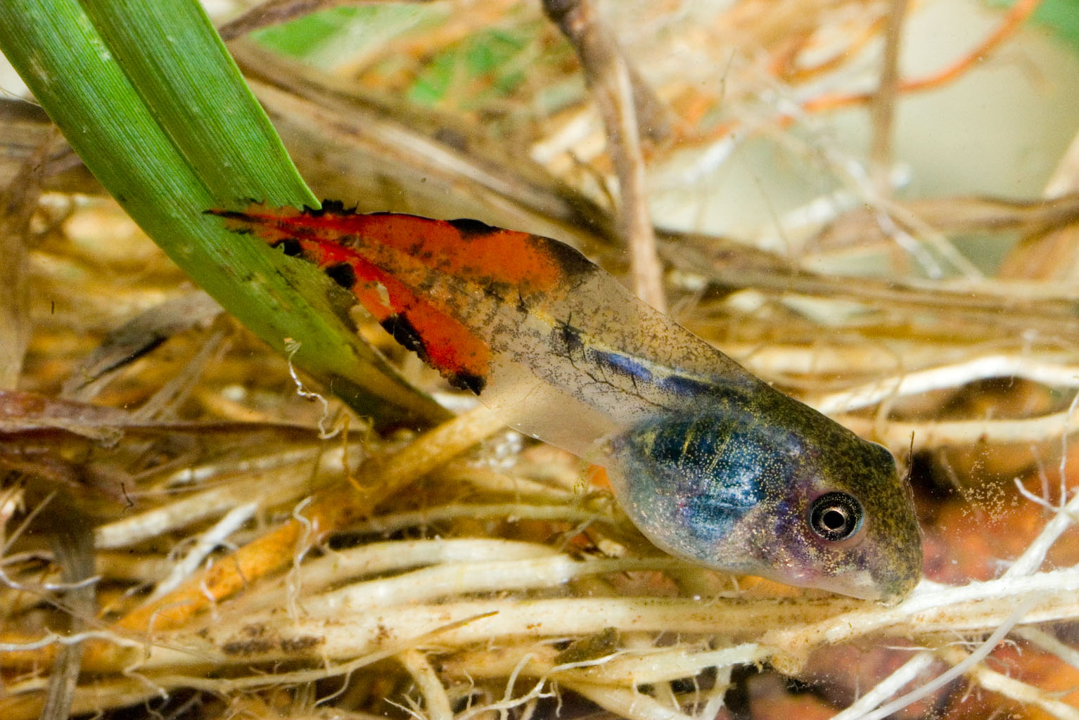 CANE TOAD TADPOLE CONTROL