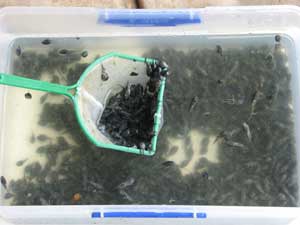Cane Toad Tadpole Control Traps Baited With Toad Poison Caught Tens Of Thousands Tadpoles Within A Few Days