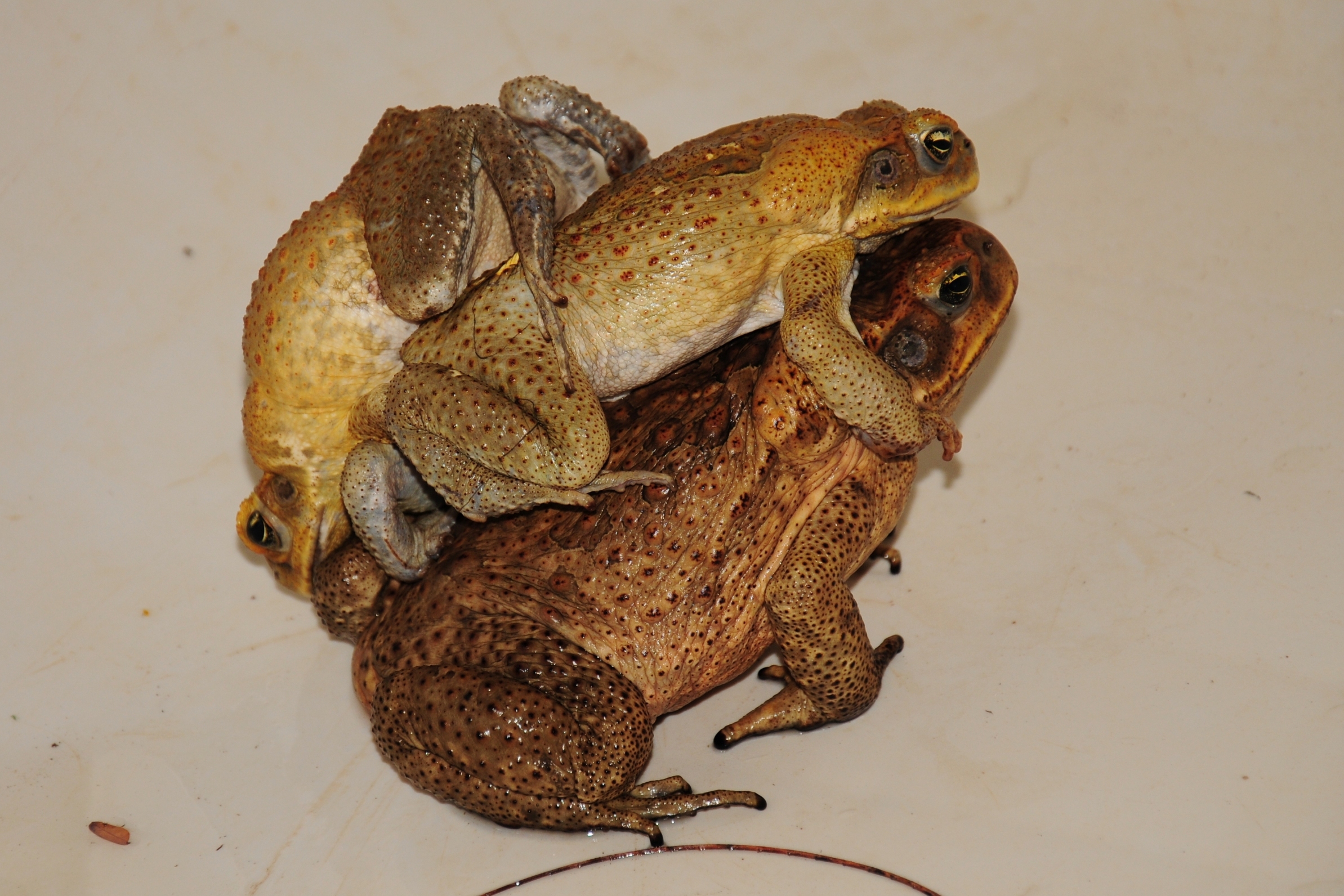 Multiple Amplexus 