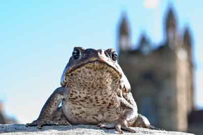 Cane toad