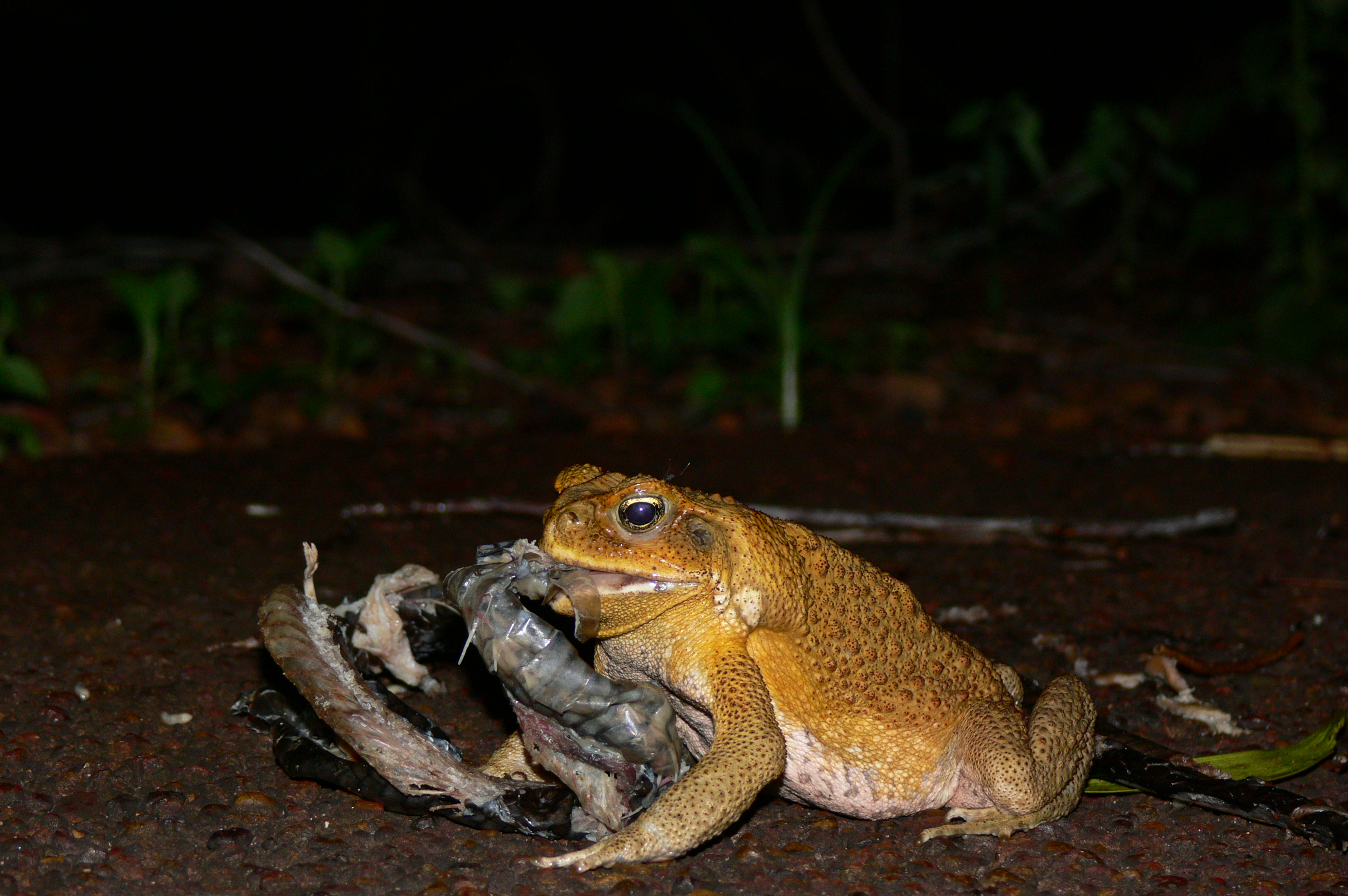 are dead toads poisonous to dogs