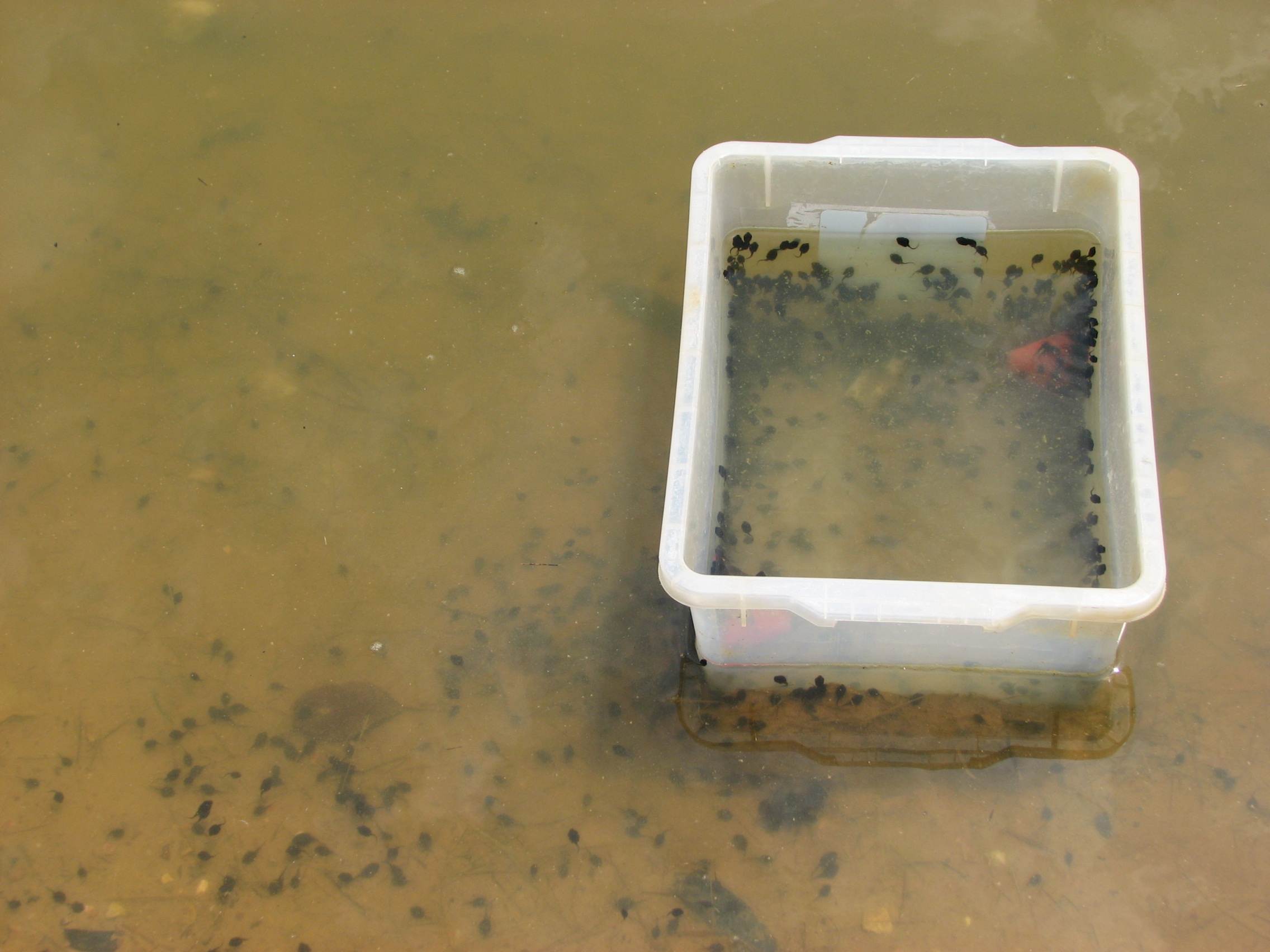 CANE TOAD TADPOLE CONTROL