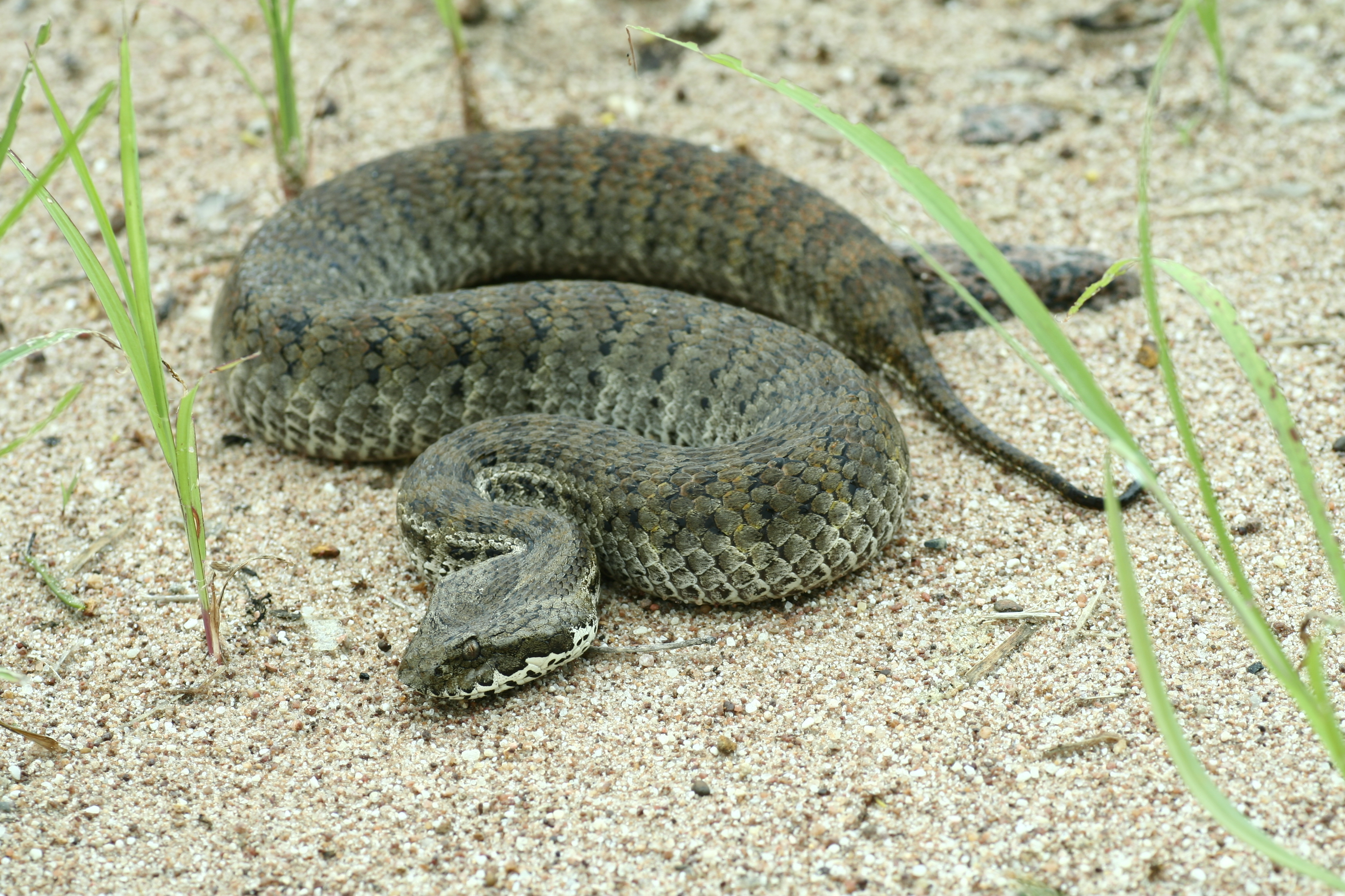 Adder