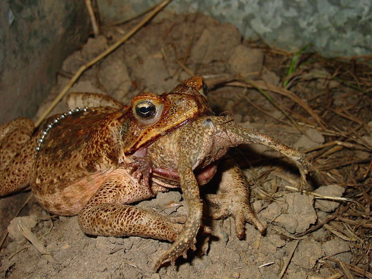 Toad eating a smaller toad.