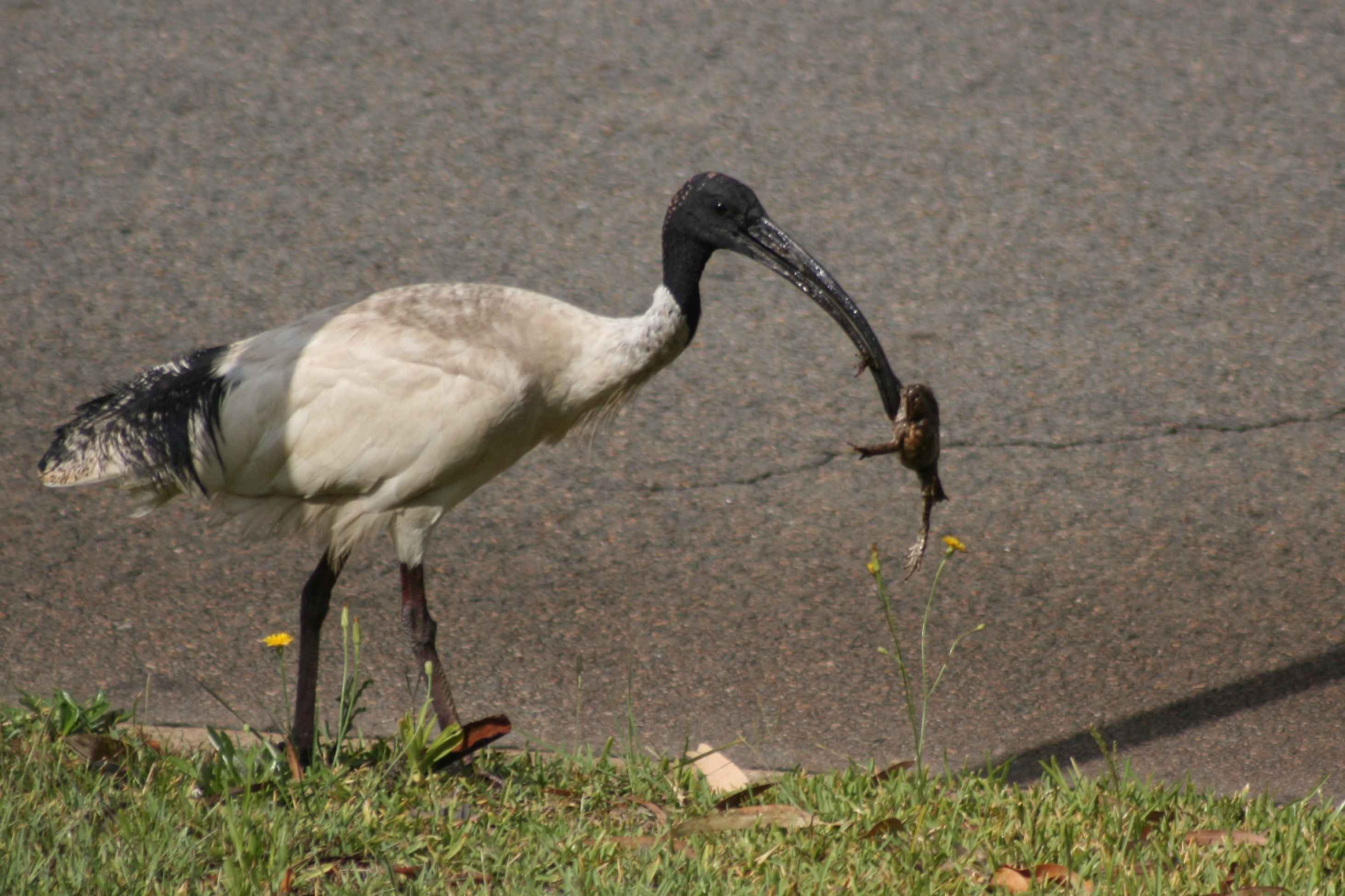 Ibis with toad