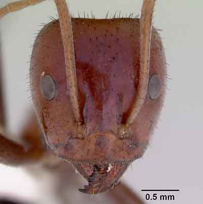 Iridomyrmex reburrus