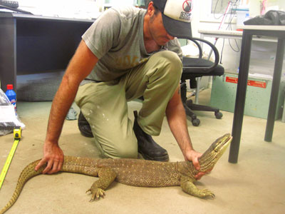 Jai Thomas with the larger yellow-spotted goanna.