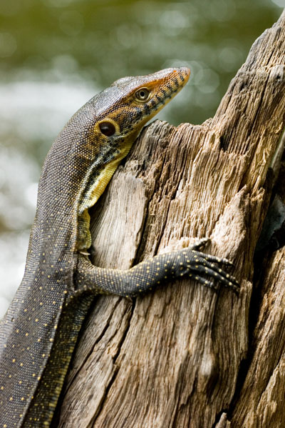 Merten's Water Monitor