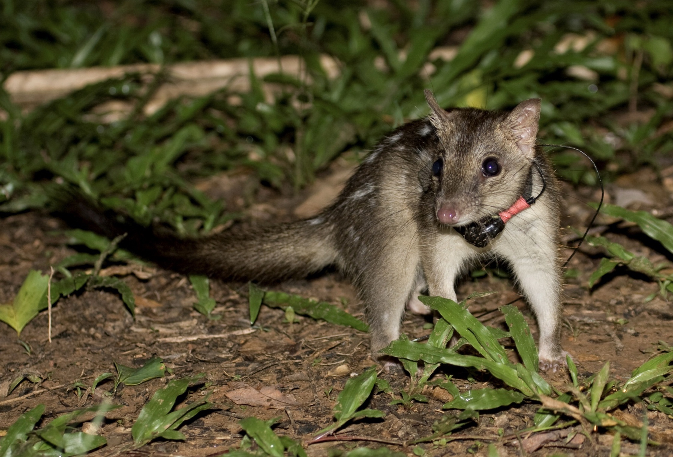 Quolls