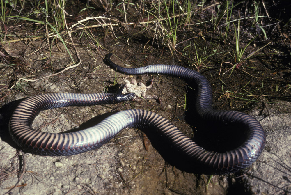 Dead Red Bellied Black Snake