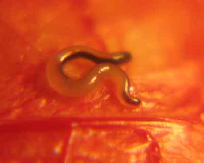 Toad lungworm parasit