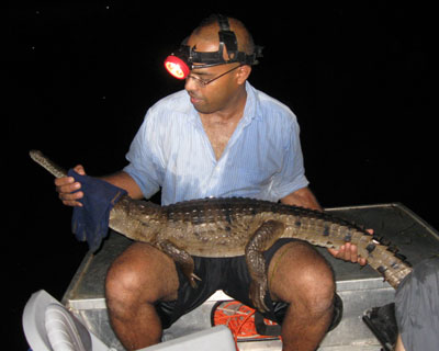 One of the species we are trying to “educate” to avoid cane toads is the freshwater crocodile.