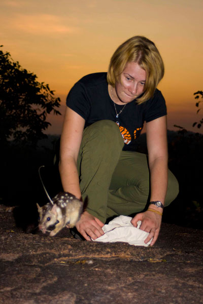 Stephanie O’Donnell’s project involved training quolls not to eat toads, then releasing the quolls and radio-tracking them to see if trained animals had better survival. They did! (photo by Jonno Webb)