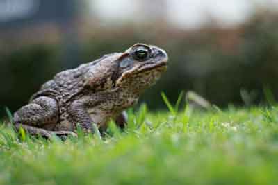Toad in the gras