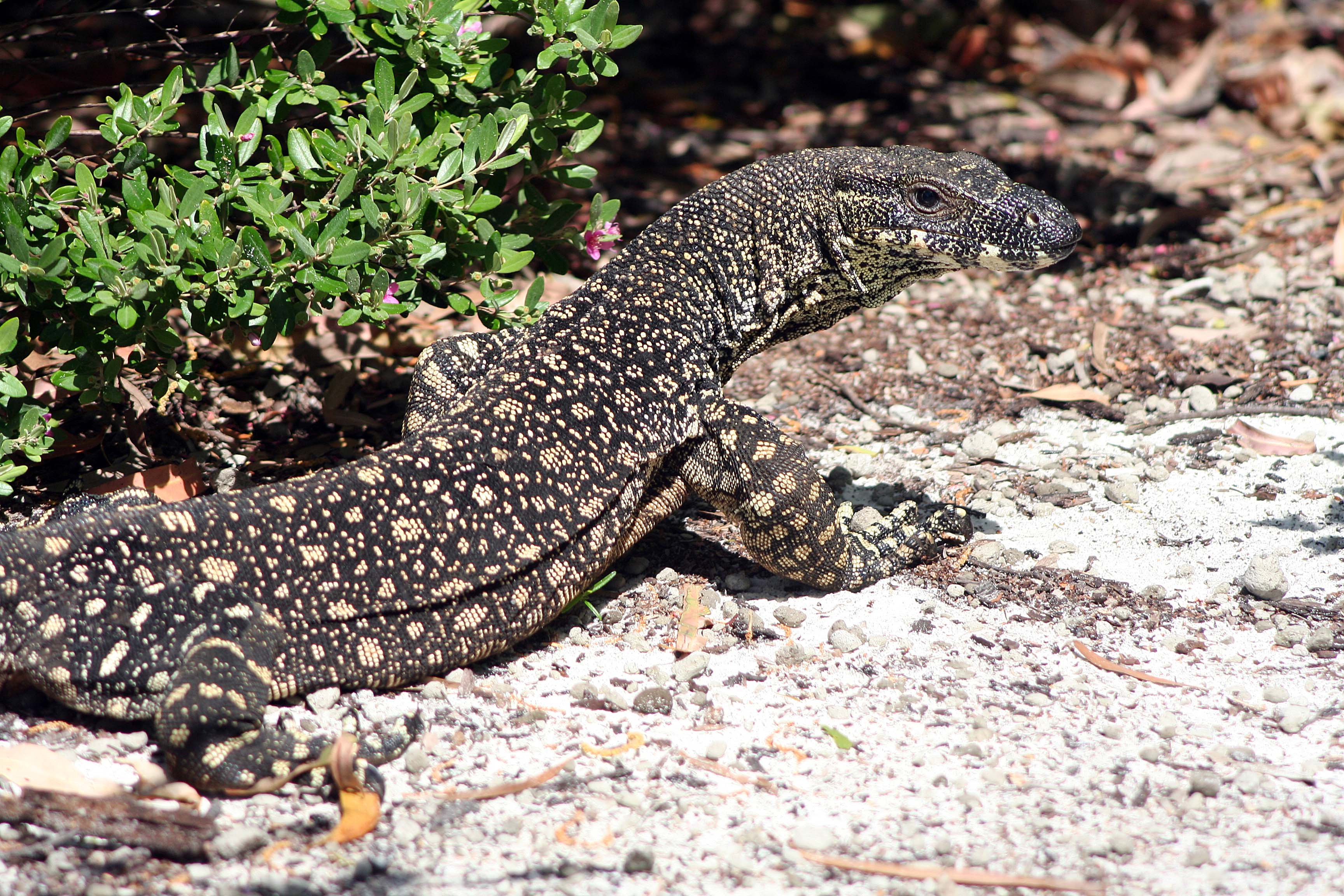 Goanna