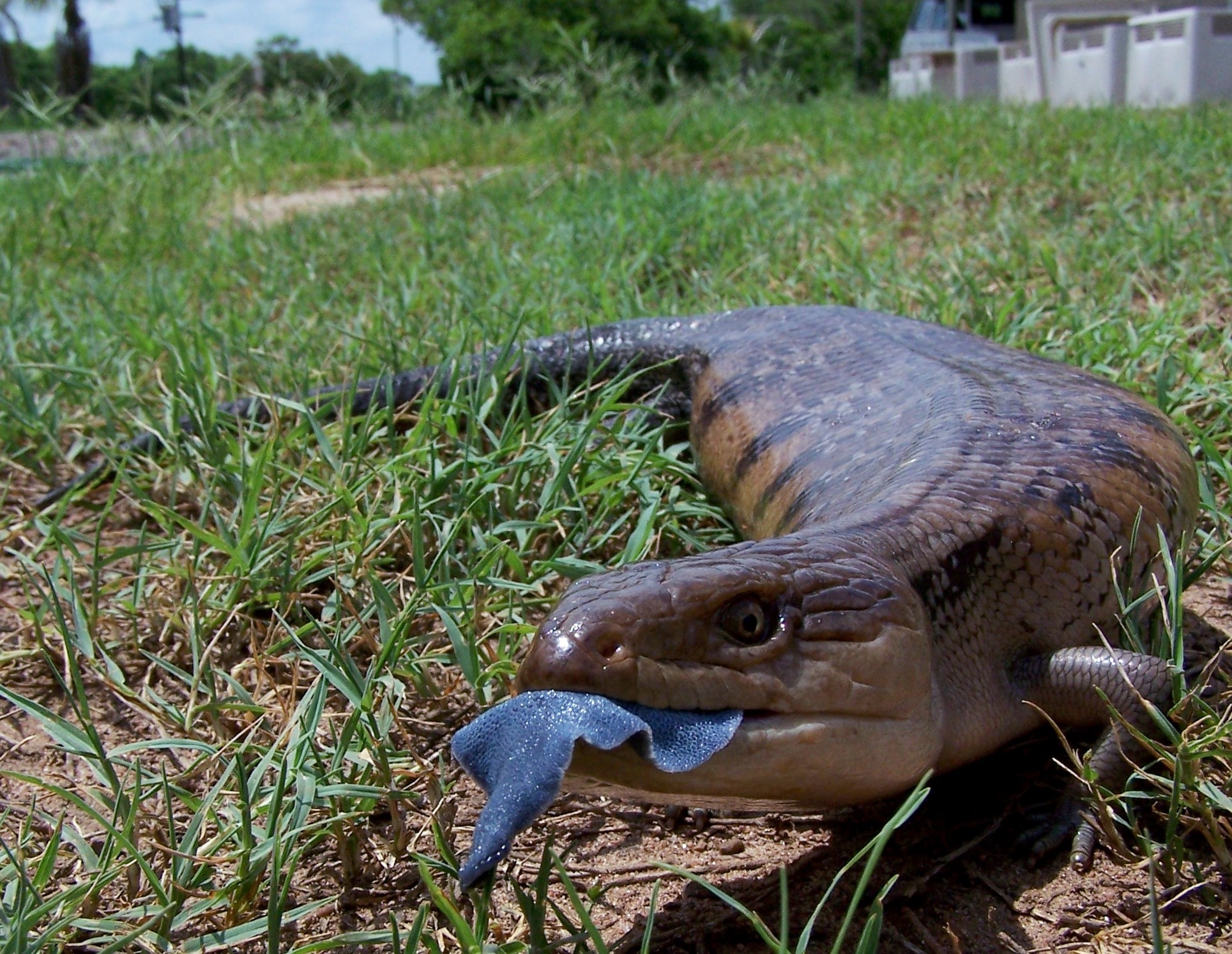 Bluetongue lizard