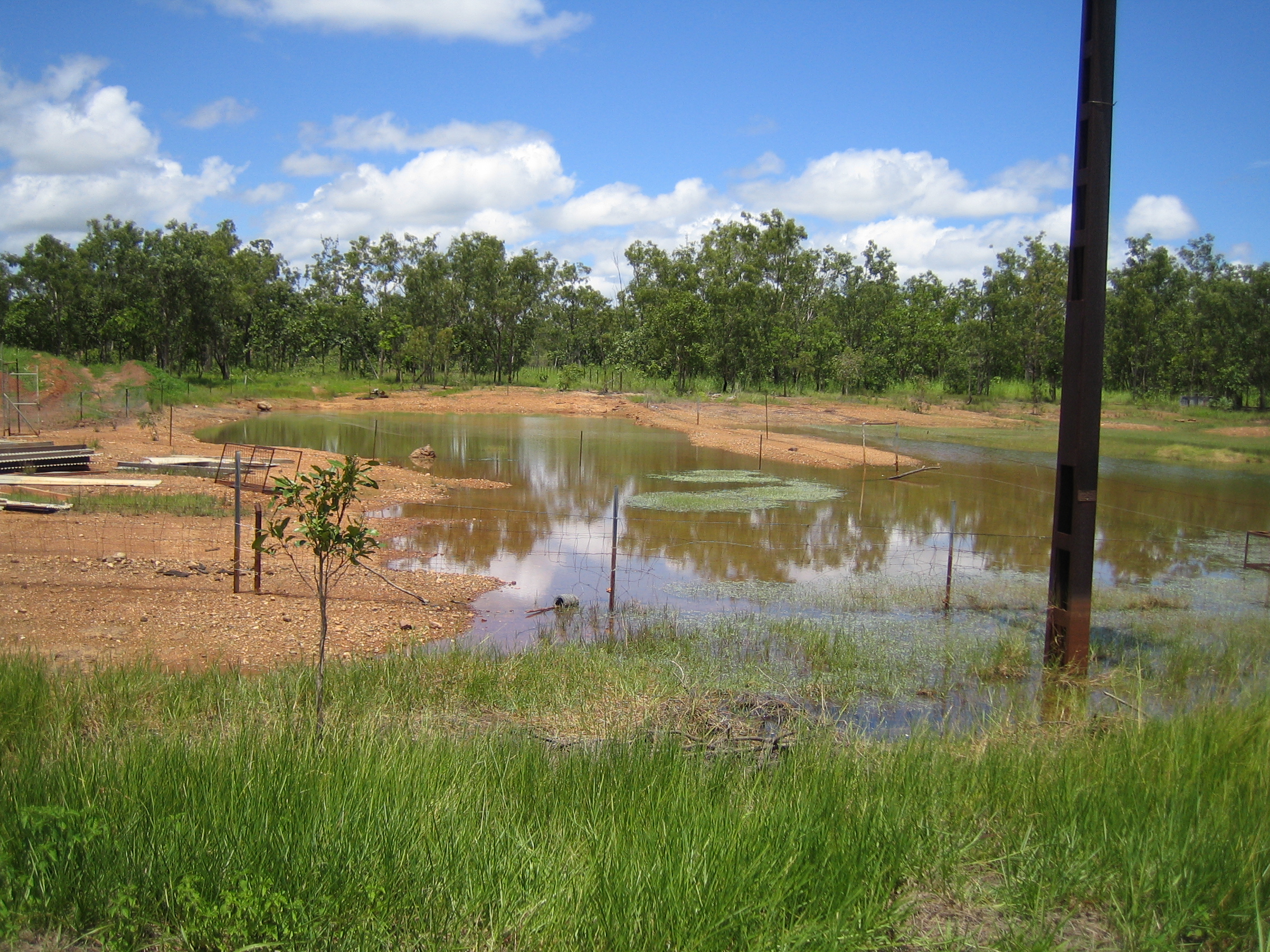 A Typical Toad Pond