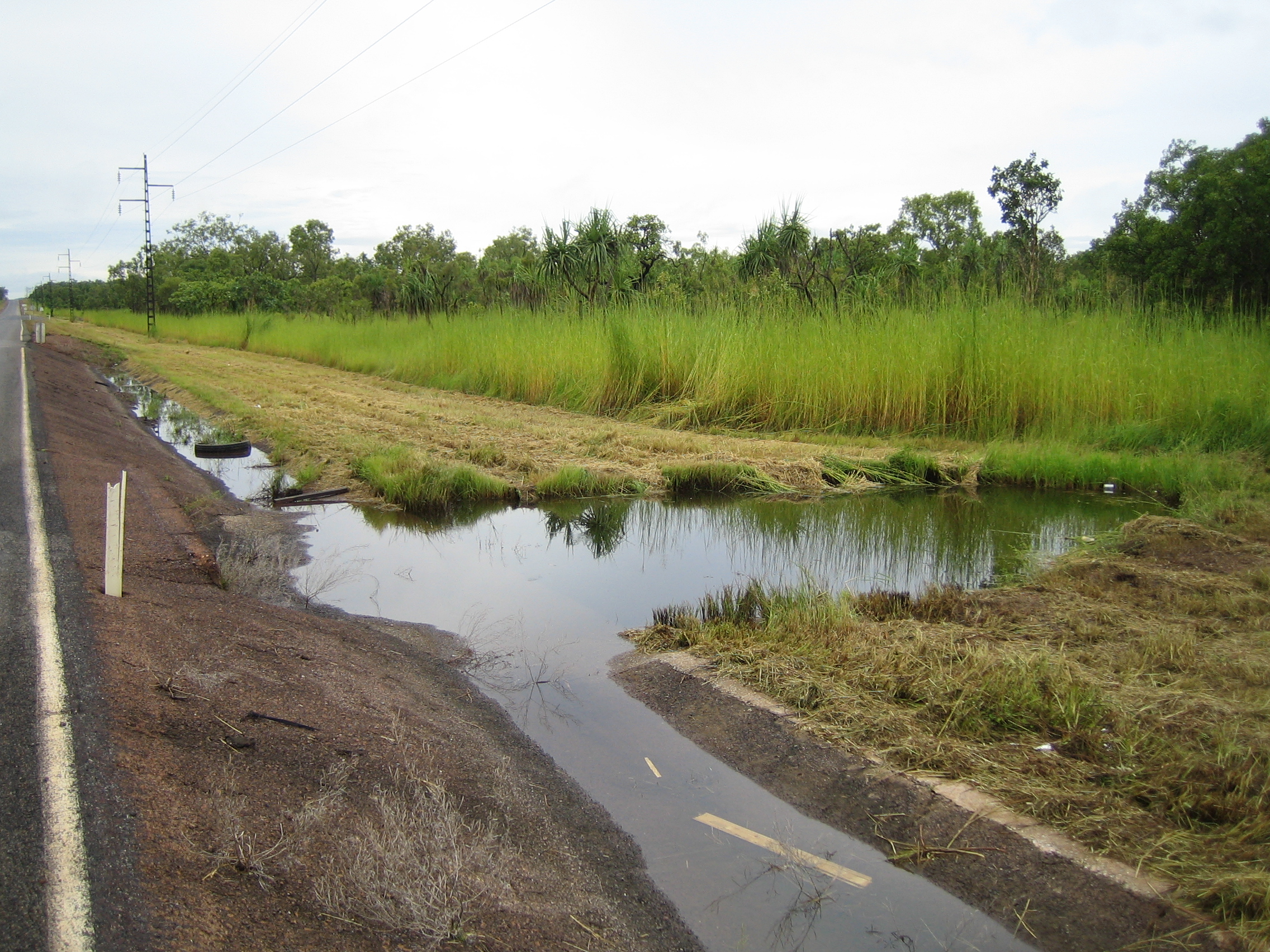 Typical Cane Toad Breeding Site