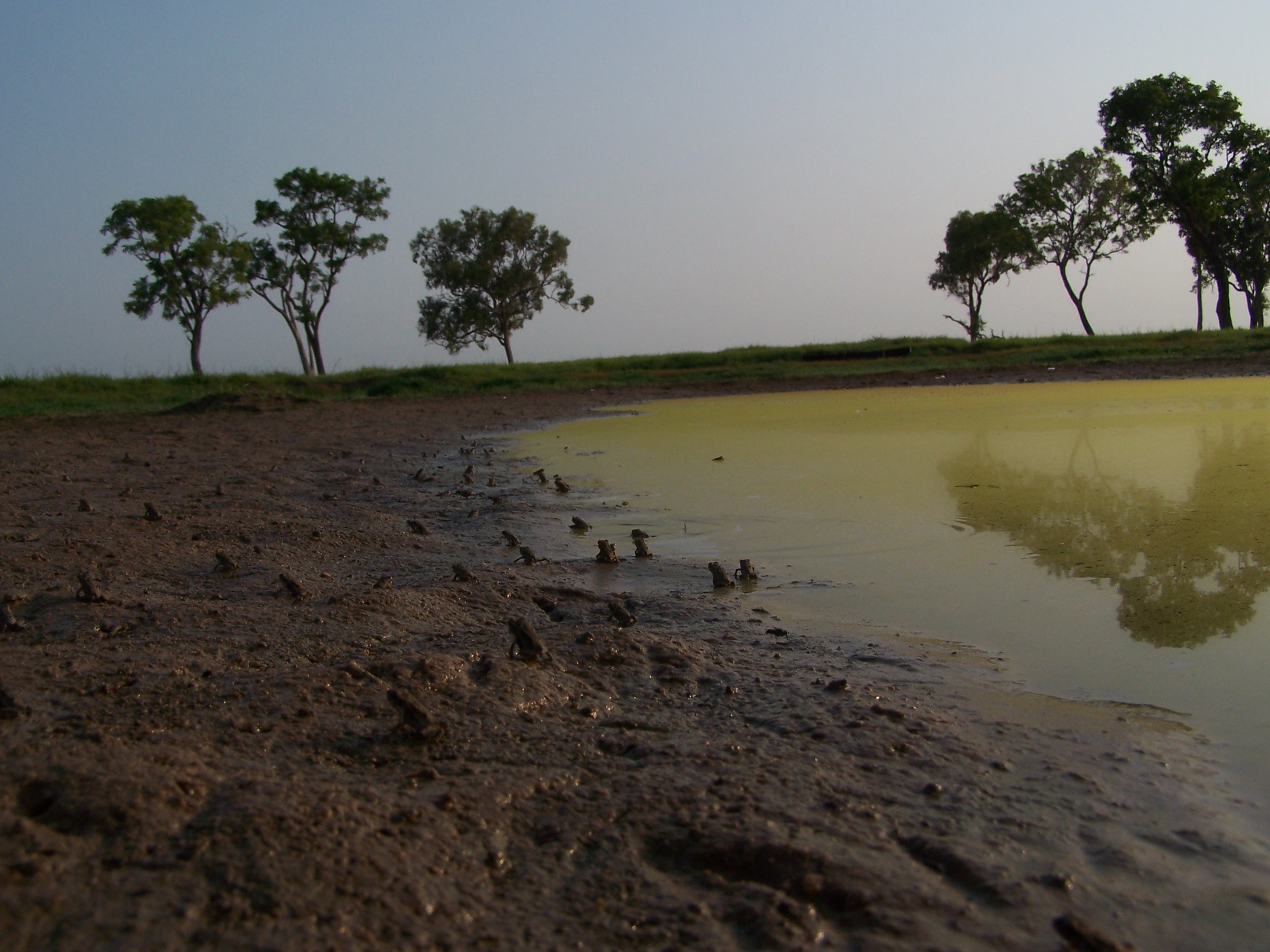 Toads at Dawn