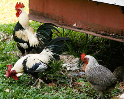 Domestic chickens tolerate the cane toad’s poison.