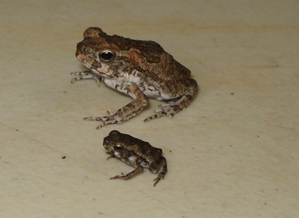 Metamorph Toadlet