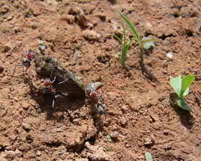 Meat ants devouring cane toadlet