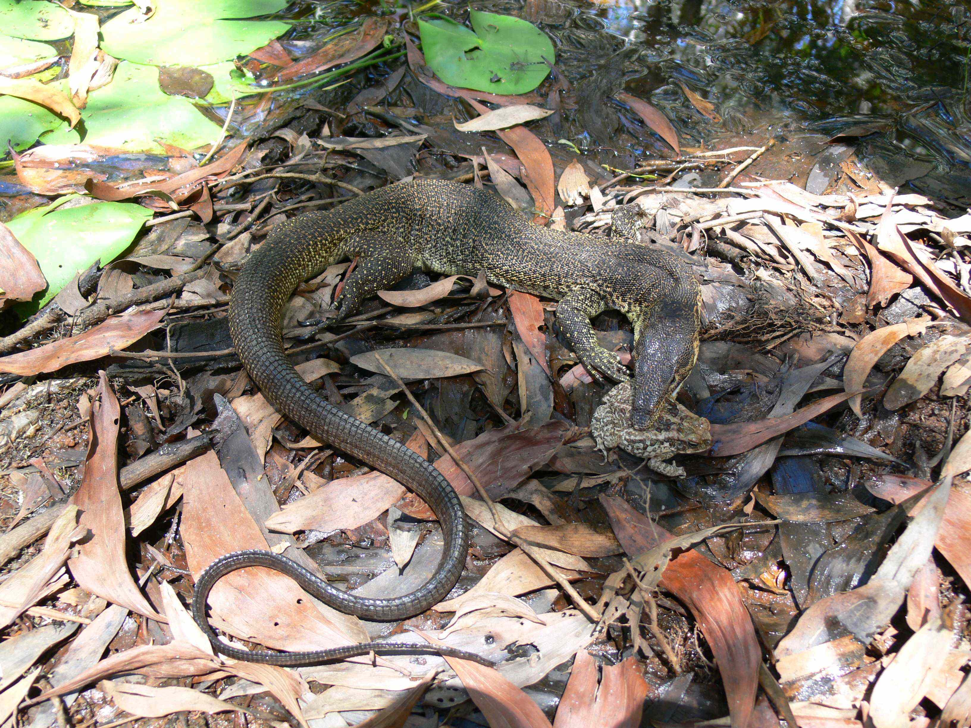 Dead Goanna